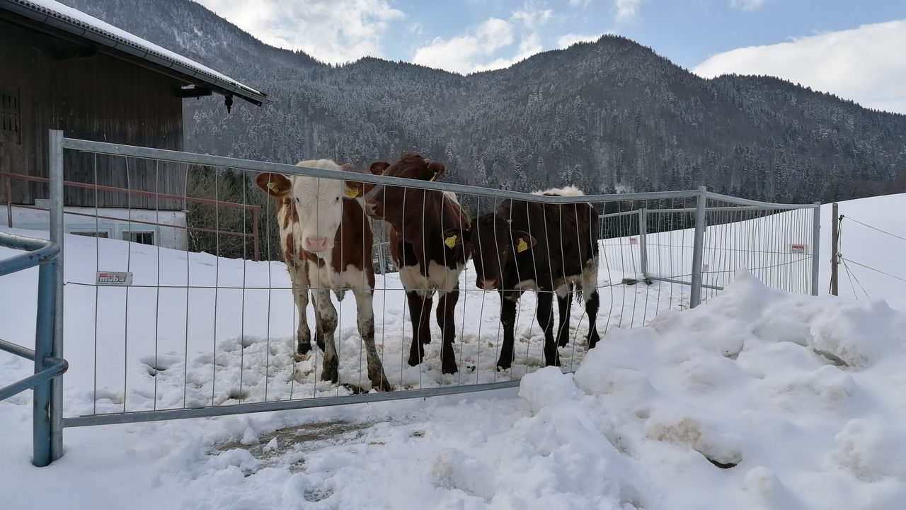 Unsere "Koima" im Winterauslauf sind neugierig Unsere "Koima" im Winterauslauf sind neugierig